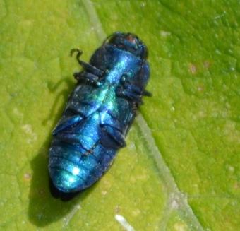 Réf. 210 424 : Anthaxia candens