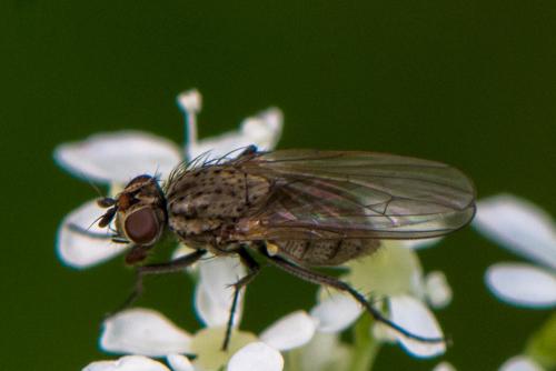 Réf. 210 115 : Delia sp.