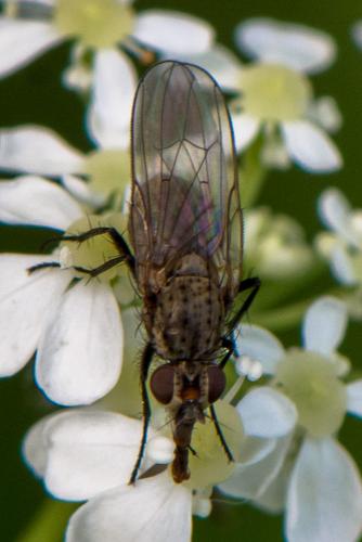 Delia sp.
