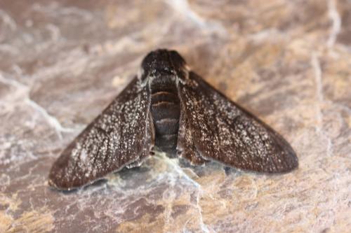 Biston betularia