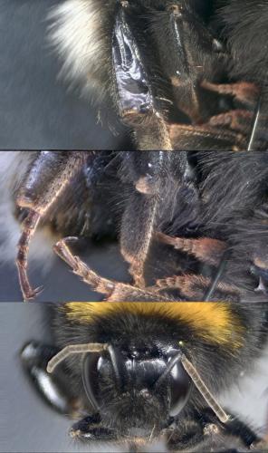Bombus sp.