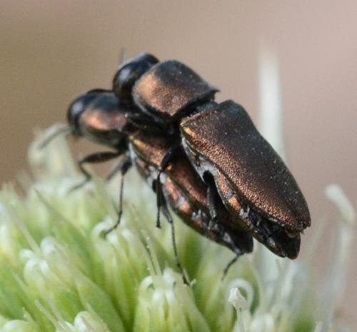 Réf. 210 550 : Anthaxia sp.
