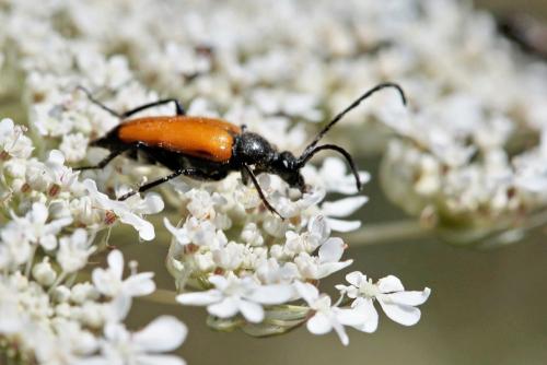 Réf. 210 104 : Stictoleptura fulva