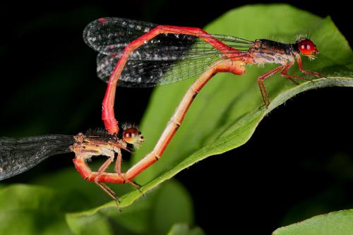 Ceriagrion tenellum