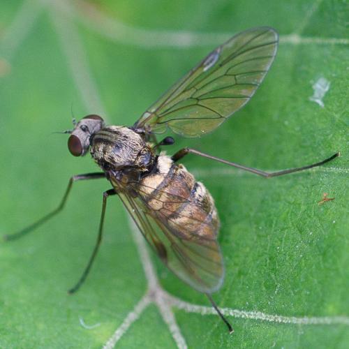 Chrysopilus cristatus