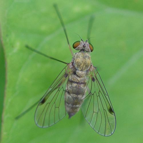 Réf. 210 211 : Chrysopilus asiliformis