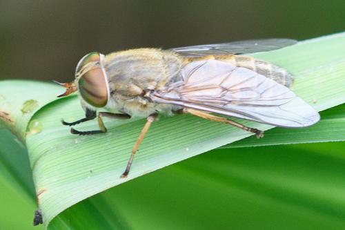 Hybomitra ciureai