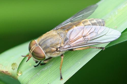 Réf. 210 057 : Hybomitra ciureai