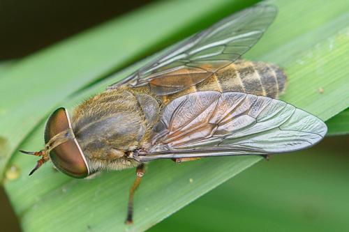Réf. 210 011 : Hybomitra ciureai