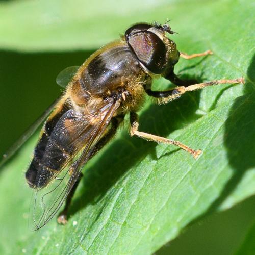Réf. 210 937 : Eristalis pertinax