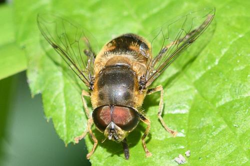 Réf. 210 938 : Eristalis pertinax