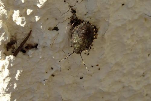Rhaphigaster nebulosa