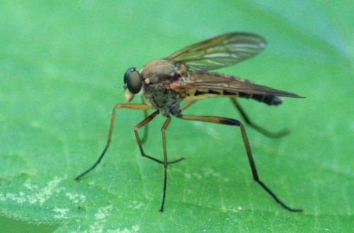 Réf. 210 837 : Rhagio tringarius