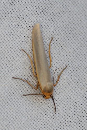 Réf. 210 135 : Eilema sp.