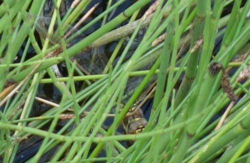 Aeshna juncea
