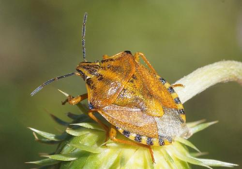 Réf. 210 560 : Carpocoris pudicus