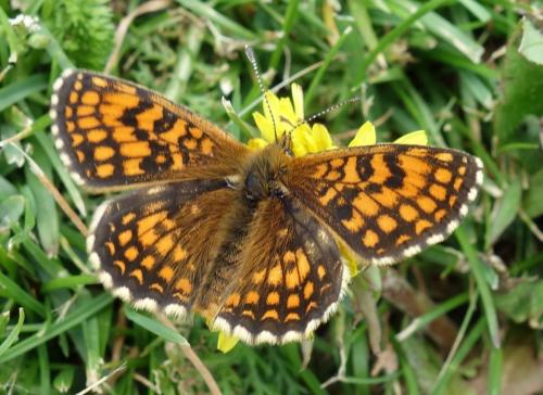Melitaea athalia