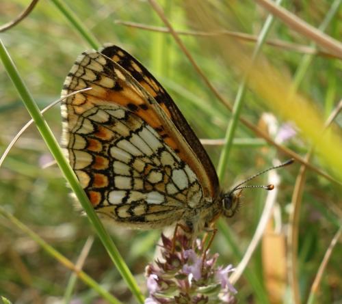 Melitaea sp.