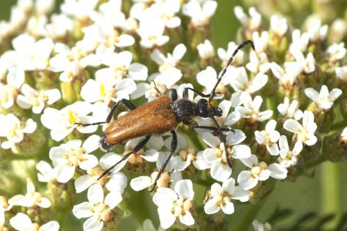 Stictoleptura hybrida