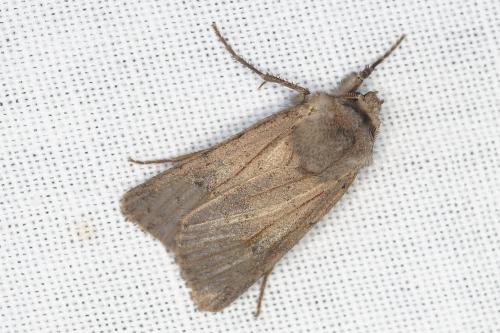 Réf. 210 695 : Agrotis cinerea