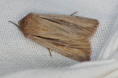 Réf. 210 713 : Leucania comma