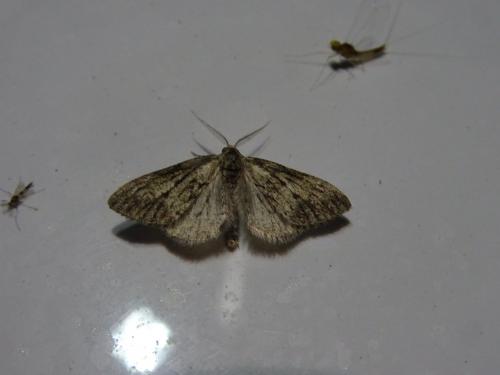 Réf. 210 164 : Tephronia sepiaria