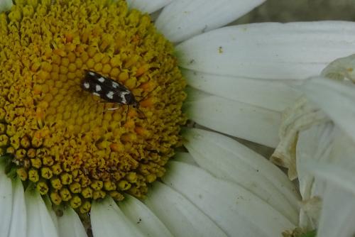 Réf. 210 294 : Scythris scopolella