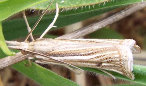 Réf. 210 859 : Ancylolomia tentaculella