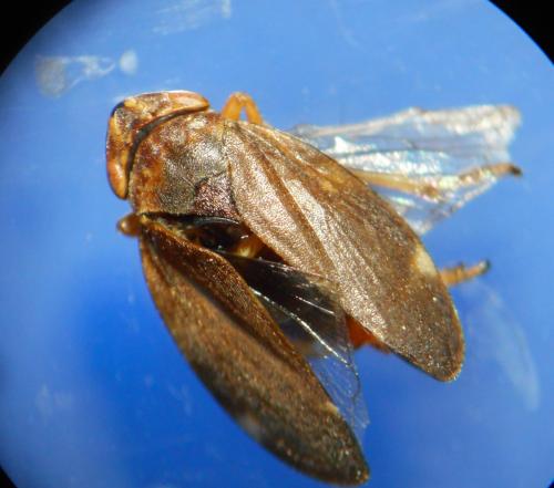 Philaenus spumarius