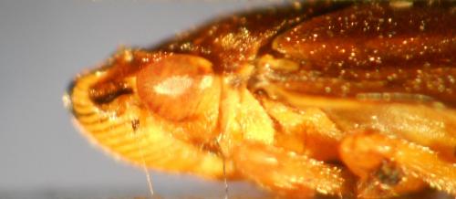 Philaenus spumarius