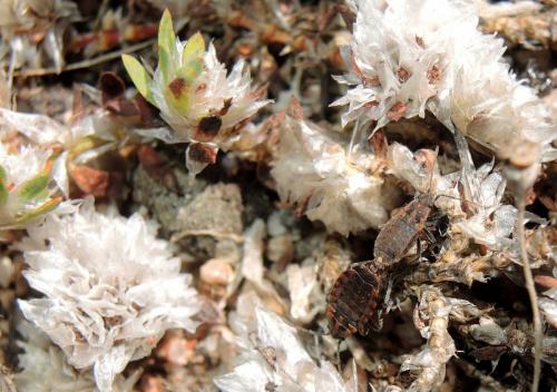 Apterola kuenckeli