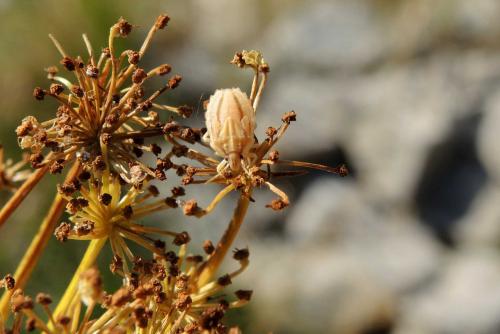 Tholagmus flavolineatus