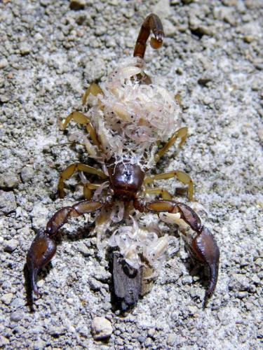 Réf. 210 385 : Euscorpius sp.
