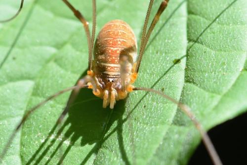 Réf. 210 136 : Opilio canestrinii