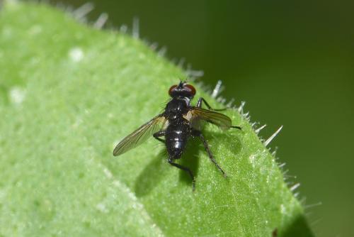 Réf. 210 233 : Phania funesta