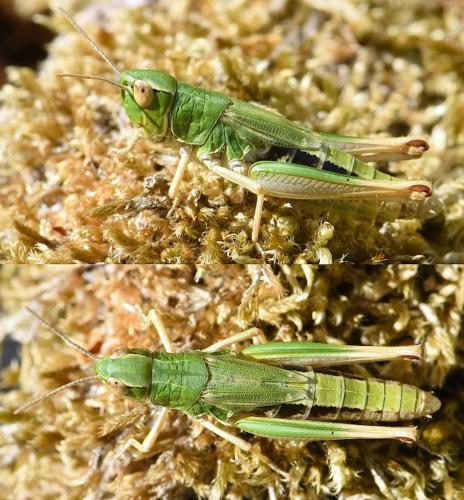 Réf. 210 195 : Pseudochorthippus parallelus