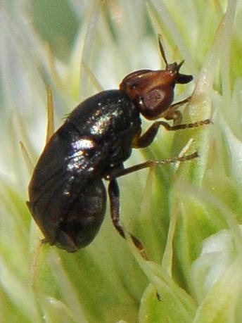 Réf. 210 596 : Camarota curvipennis