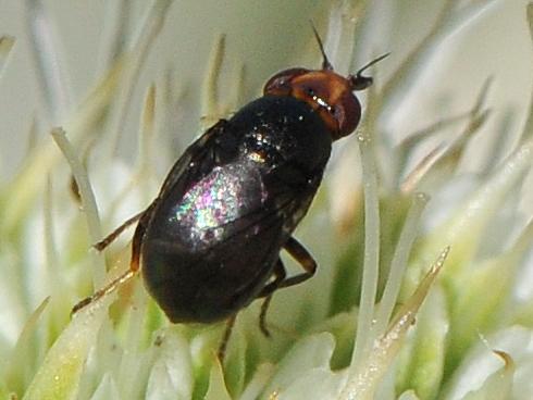 Réf. 210 597 : Camarota curvipennis