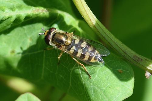 Réf. 210 278 : Eupeodes corollae