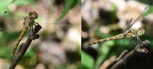 Réf. 210 851 : Sympetrum striolatum