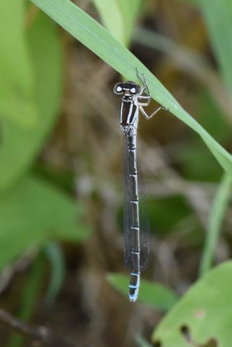 Coenagrion mercuriale