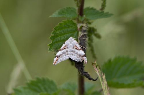 Aplocera praeformata