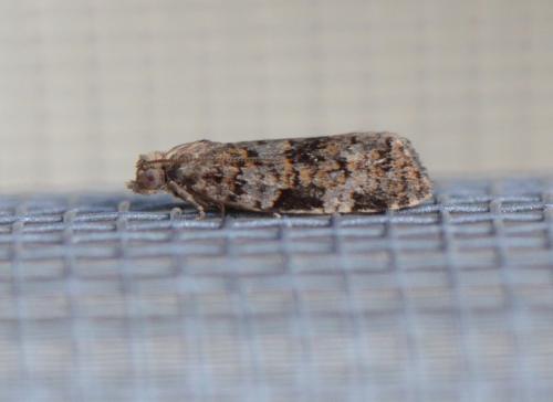 Dichelia histrionana