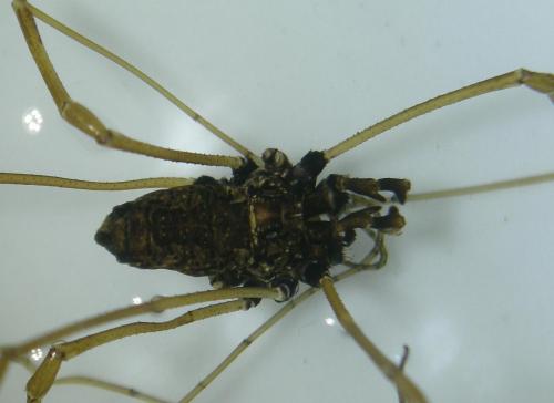 Réf. 210 087 : Platybunus pinetorum