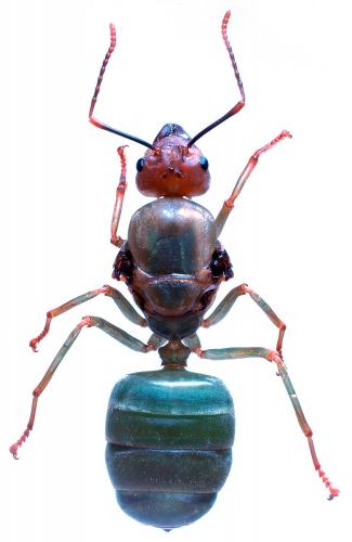 Réf. 210 821 : Oecophylla smaragdina