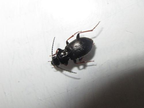 Pterostichus oblongopunctatus