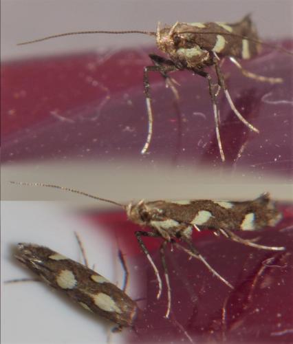 Réf. 210 737 : Calybites phasianipennella