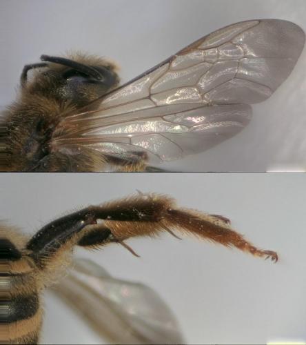 Réf. 210 704 : Halictus scabiosae
