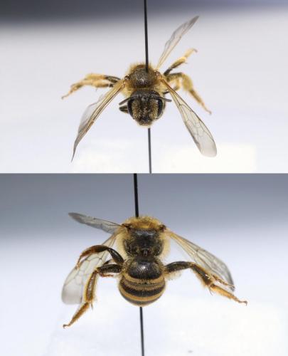 Réf. 210 680 : Halictus scabiosae
