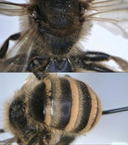 Réf. 210 705 : Halictus scabiosae